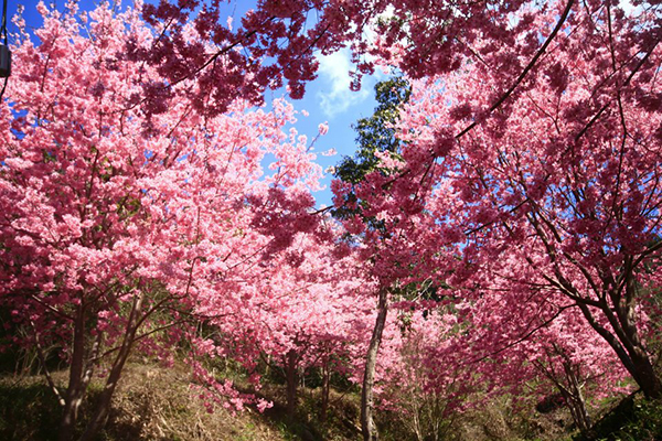 萬里山園粉亮櫻花林 (圖片來源／萬里山園)