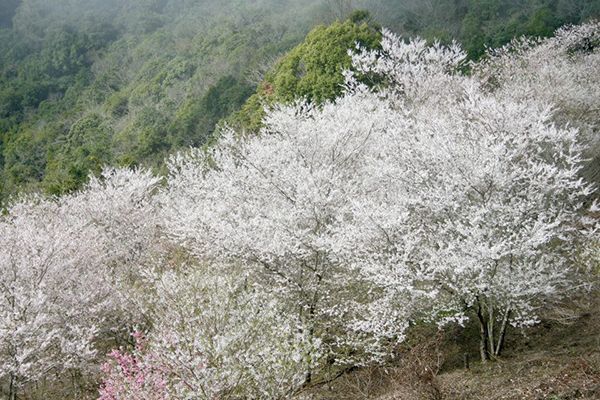 萬里山園 (圖片來源／萬里山園)