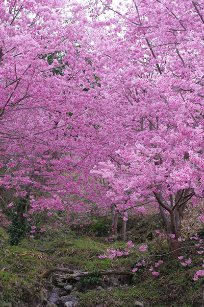 萬里山園 (圖片來源／萬里山園)