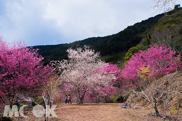 萬里山園櫻花林 (攝影／黃正安)