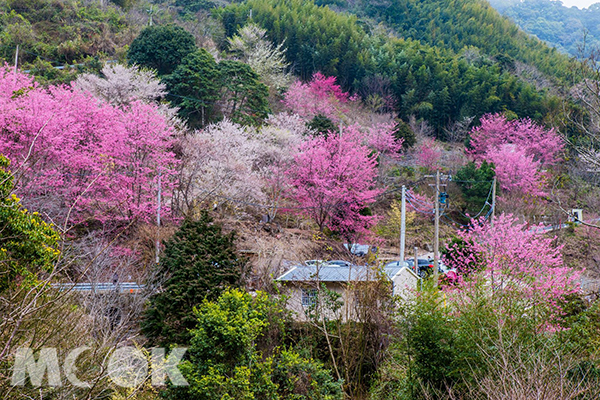 萬里山園櫻花林 (攝影／黃正安)