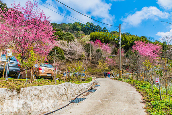 萬里山園櫻花林 (攝影／黃正安)