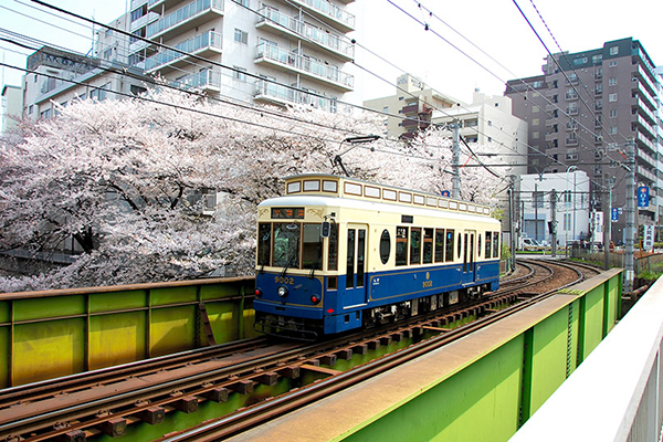 都電櫻花號於3月18日至4月16日，行駛在都電荒川線上 (圖片來源／東京都交通局)