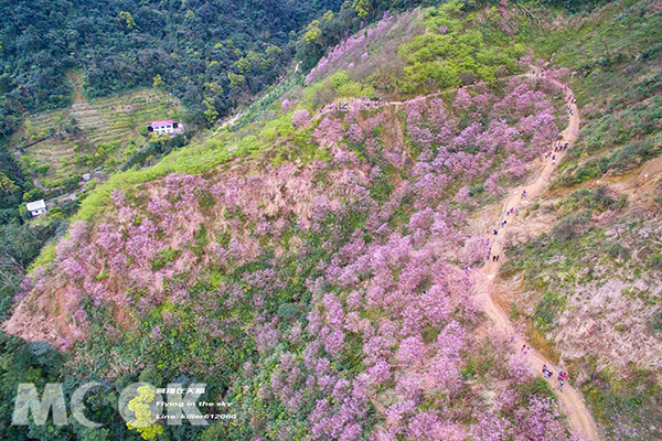 空拍滿山櫻花林  媲美日本免費賞櫻名所