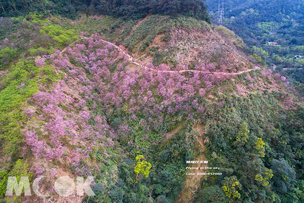 熊空櫻花林有八重櫻、吉野櫻、河津櫻、昭和櫻等品種 (圖片提供／飛翔在天際)