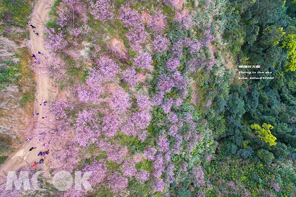 熊空櫻花林 (圖片提供／飛翔在天際)