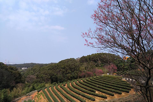 機捷景點櫻花茶園  隱藏版都會幽境