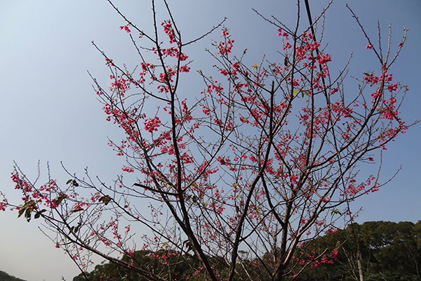 竹峰茗茶櫻花 (圖片來源／竹峰茗茶)