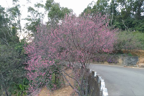 竹峰茗茶櫻花 (圖片來源／竹峰茗茶)