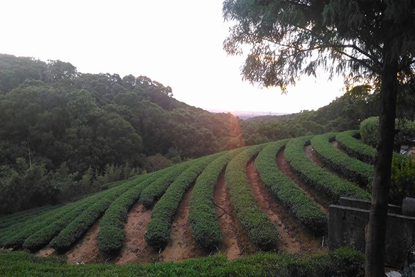 竹峰茗茶美麗茶園 (圖片來源／竹峰茗茶)