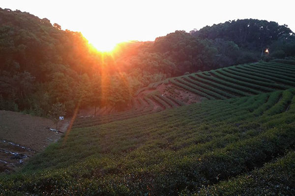 竹峰茗茶美麗茶園 (圖片來源／竹峰茗茶)