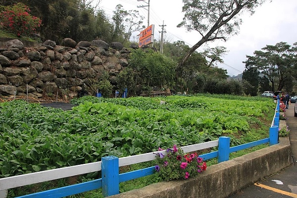 豆麥私房菜自家種植的菜園 (圖片來源／豆麥私房菜)