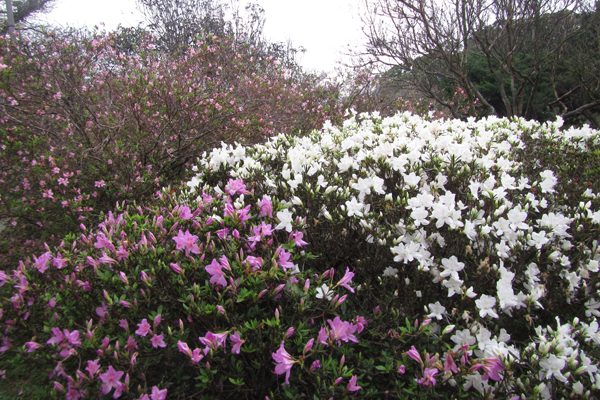 陽明山「杜鵑茶花園」中杜鵑花綻放盛況。 ( 圖片來源／台北市大地處 )