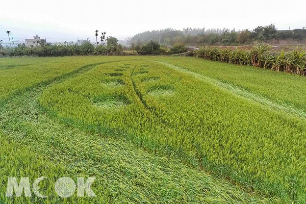 外埔幽浮麥樂文化節 (攝影／佳玉)