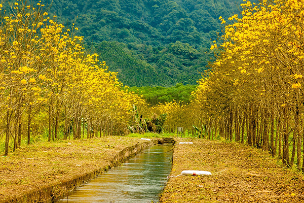 黃花大道青山襯映  金黃隧道花東新秘境