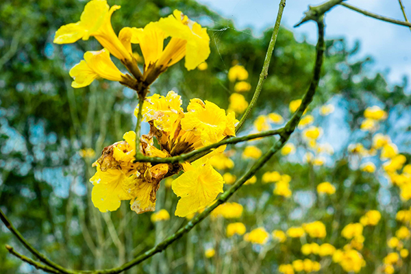 黃花風鈴木 (圖片提供／花東縱谷國家風景區管理處)