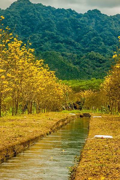 黃花風鈴木大道 (圖片提供／花東縱谷國家風景區管理處)