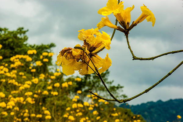 黃花風鈴木 (圖片提供／花東縱谷國家風景區管理處)