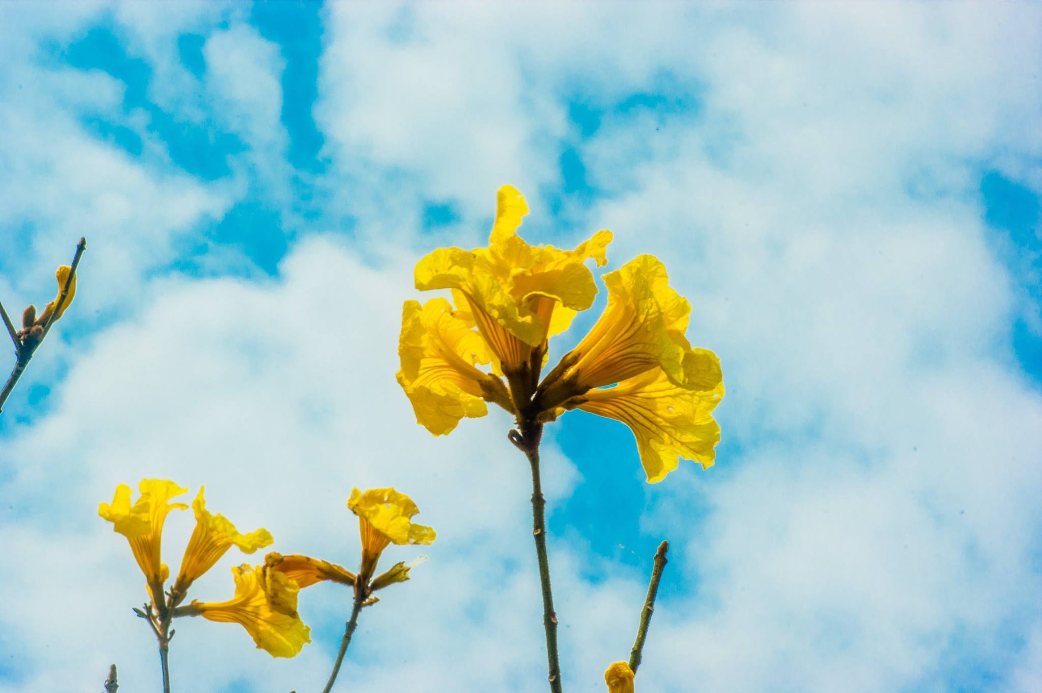 黃花風鈴木 (圖片提供／花東縱谷國家風景區管理處)