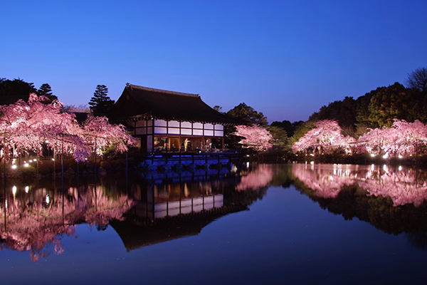 京都最大鳥居平安神宮，為賞櫻勝地之一，每年春天都會舉辦紅枝垂櫻音樂會，在夜櫻的背景下，欣賞美妙音樂 (圖片來源／お寺に泊まる)