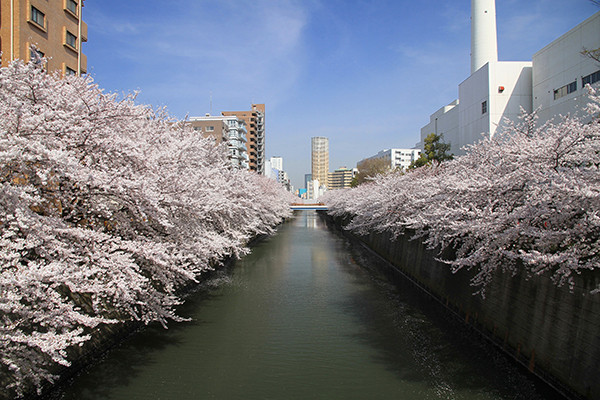 東京目黑川為日本票選絕對要去、非常想去的賞櫻景點 (圖片來源／Wikipedia)