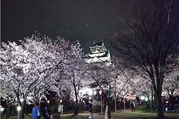 大阪城公園是大阪著名的賞櫻景點，運氣好還可以看到天守閣被櫻花包圍的夢幻景致 (圖片來源／大阪城パークセンター)