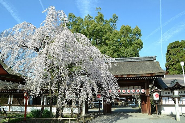 平野神社雖然占地不大，但櫻花密度相當高，白天遠望宛如夢幻的粉色世界，是許多攝影師愛好的取景地 (圖片來源／平野神社)