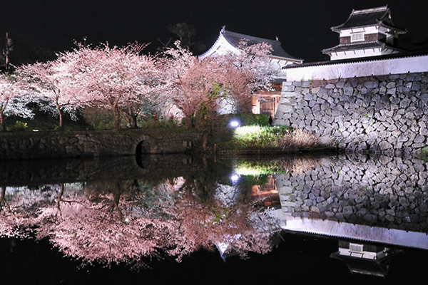 舞鶴公園為福岡人氣最高的賞櫻景點，每年3月下旬至4月上旬會舉辦福岡城櫻花祭典，還有夜間點燈活動 (圖片來源／福岡市緑のまちづくり協会)