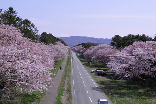 北海道靜內町的二十間道路，全長約7公里，是北海道規模最大的道路櫻並木，也是當地人非常推薦的賞櫻景點 (圖片來源／新ひだか觀光協会)