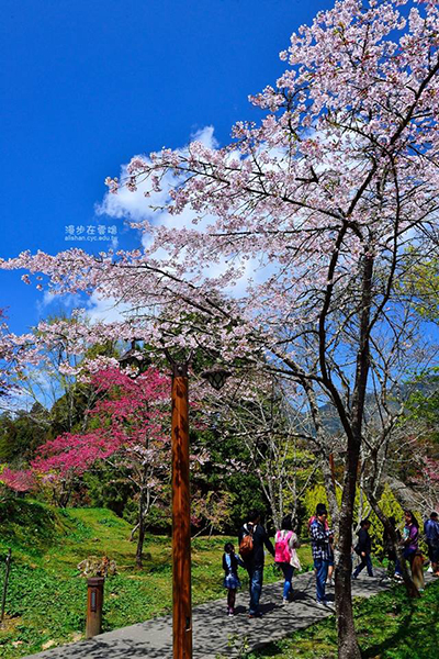 阿里山櫻花季火熱開跑 (圖片來源／漫步在雲端的阿里山)