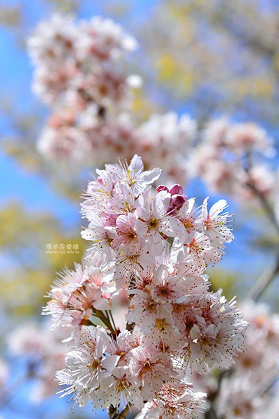 阿里山櫻花季櫻花綻放 (圖片來源／漫步在雲端的阿里山)