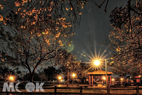 台中廍子公園夜賞黃花風鈴木 (攝影／黃風)