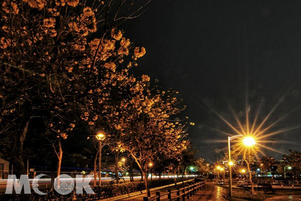 台中廍子公園夜賞黃花風鈴木 (攝影／黃風)