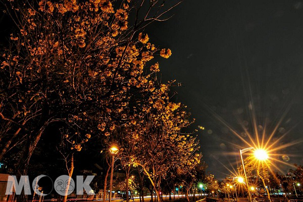 台中廍子公園夜賞黃花風鈴木 (攝影／黃風)