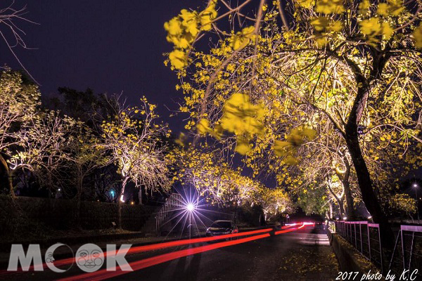 嘉義軍輝橋旁黃花風鈴木夜拍 (攝影／張國辰)