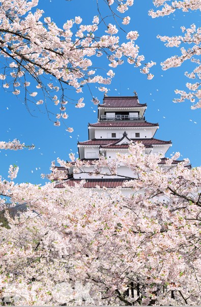 福島縣櫻花盛開的會津鶴城。（圖片提供／多彩日本活動主辦單位）