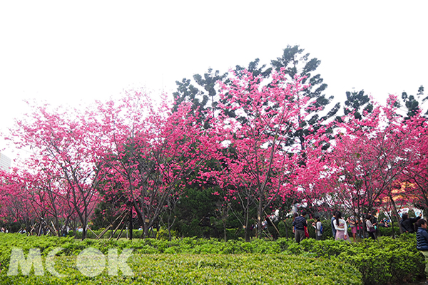 中正紀念堂八重櫻絕美盛開 (圖片提供／雪麗兒)