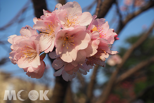 中正紀念堂絕美櫻花盛開 (圖片提供／雪麗兒)