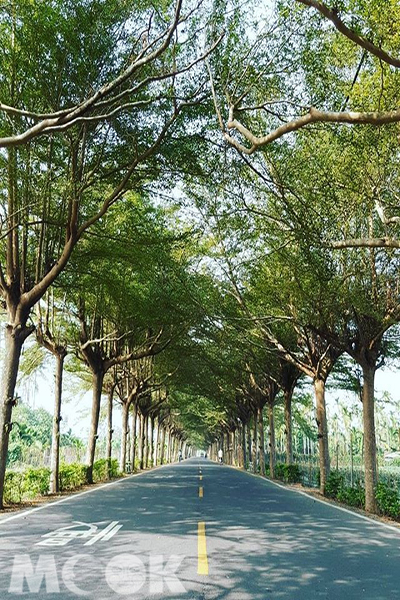 泗林綠色隧道全長有1.2公里，兩旁聳立了整排約有500株的小葉欖仁樹 (圖片提供／IG：vicky_yulin)