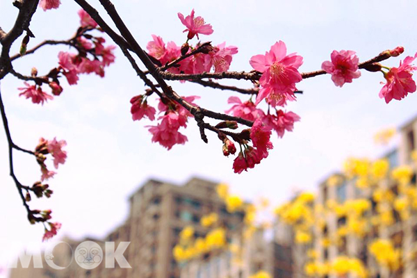 台中福科國中旁的八重櫻與黃花風鈴木 (攝影／‎晏芩)