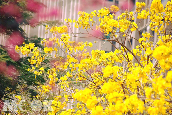 台中福科國中旁的八重櫻與黃花風鈴木 (攝影／‎晏芩)