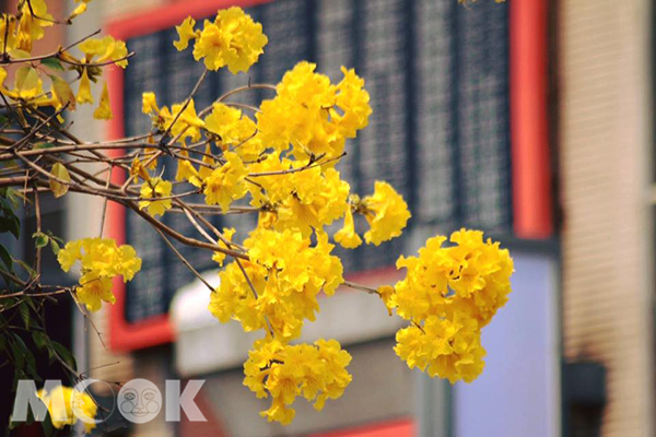 台中福科國中旁的黃花風鈴木 (攝影／‎晏芩)