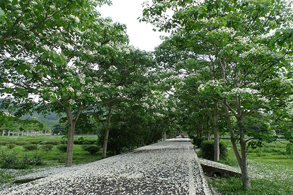 桐花季賞桐步道 (圖片來源／客家桐花祭-客委會)