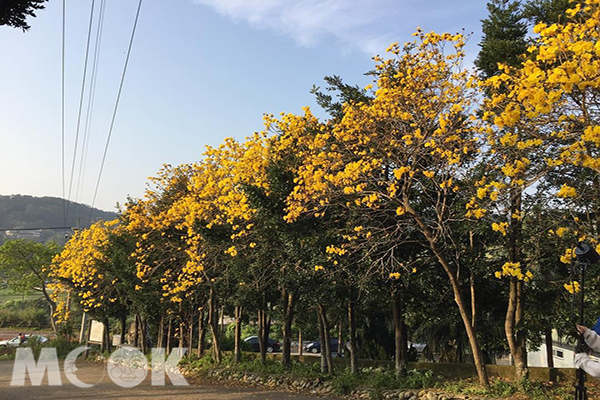 巨埔休閒農場黃花風鈴木 (圖片來源／IG：joyce_0201)