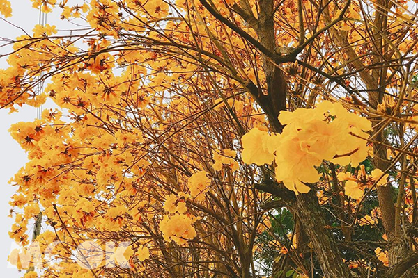 巨埔休閒農場水管屋黃花風鈴木 (圖片來源／IG：hedy.c1613)