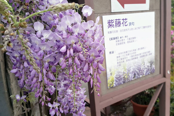 台北花卉村園區內的紫藤花主要分為三個區域(圖片來源/台北花卉村)