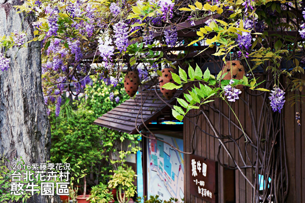 台北花卉村園區內的紫藤花主要分為三個區域。(圖片來源/台北花卉村)