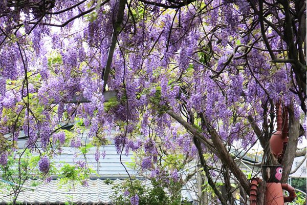 每年紫藤花季，台北花卉村總洋溢著藍紫色的浪漫氛圍。（圖片來源／台北花卉村）