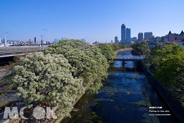 台版目黑川花海大道  白色苦楝花夢幻登場