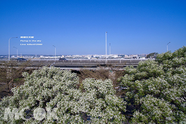 台中市龍洋橋旁的白花苦楝 (圖片提供／飛翔在天際)